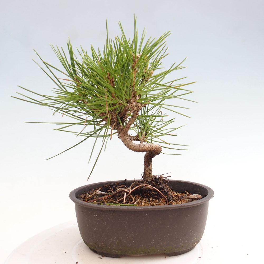 Outdoor bonsai - Pinus thunbergii - Thunbergia pine