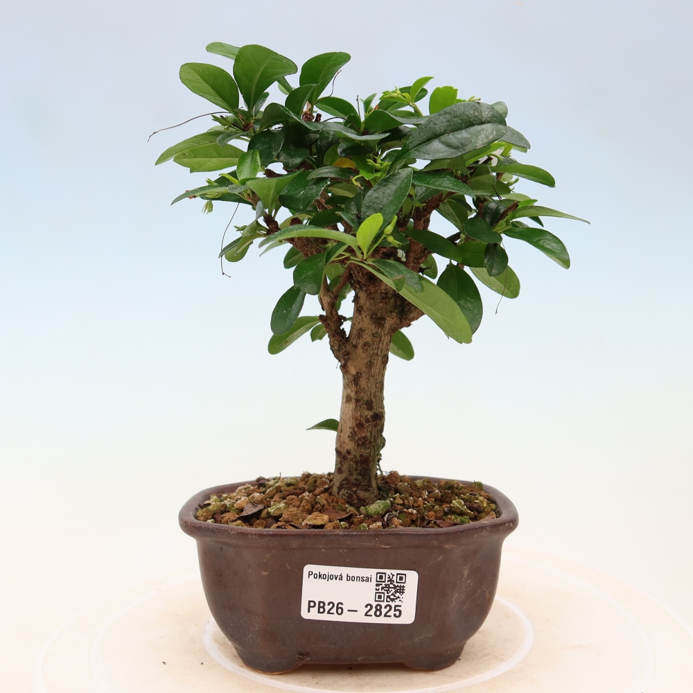 Room bonsai - Carmona macrophylla - Tea fuki