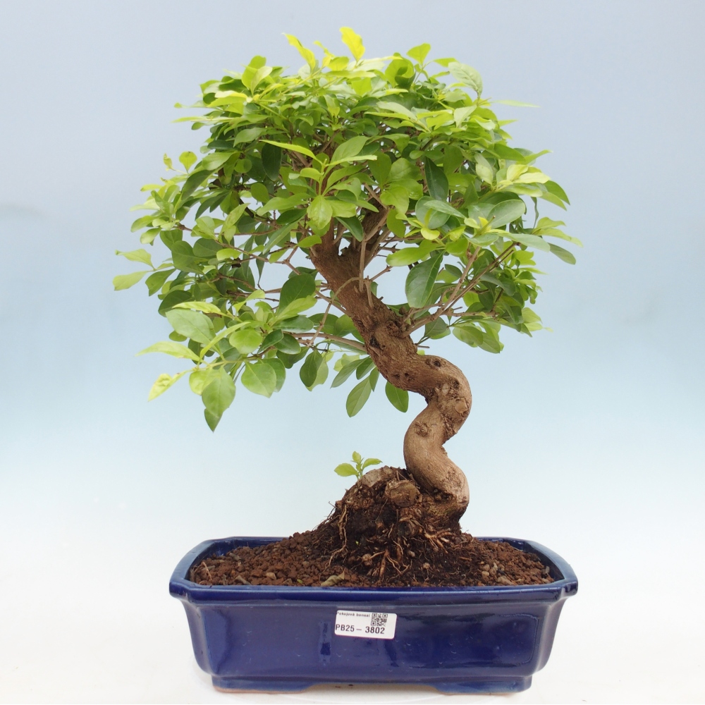 Room bonsai - Duranta erecta Aurea