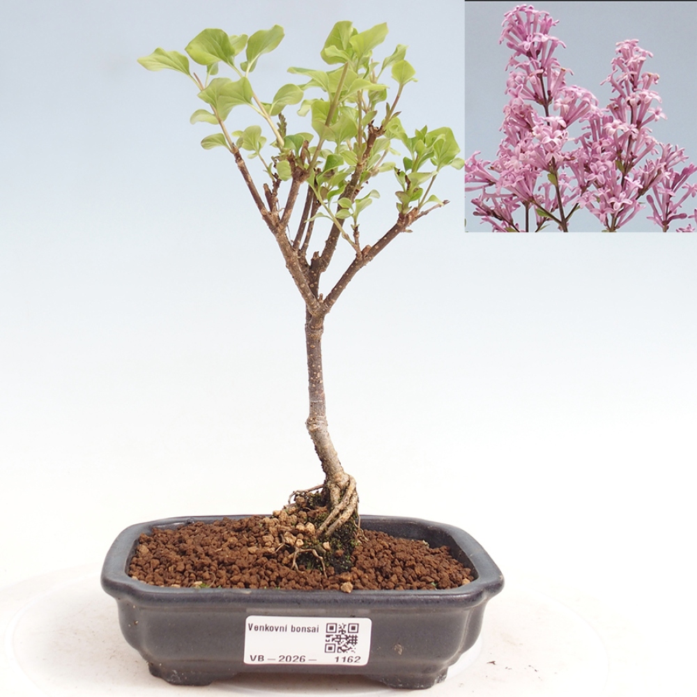 Outdoor bonsai - Syringa Meyeri Palibin - Meyer's Lilac
