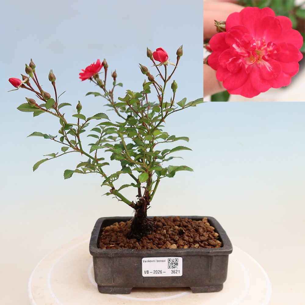 Outdoor Bonsai - Rosa Kordes - Rose