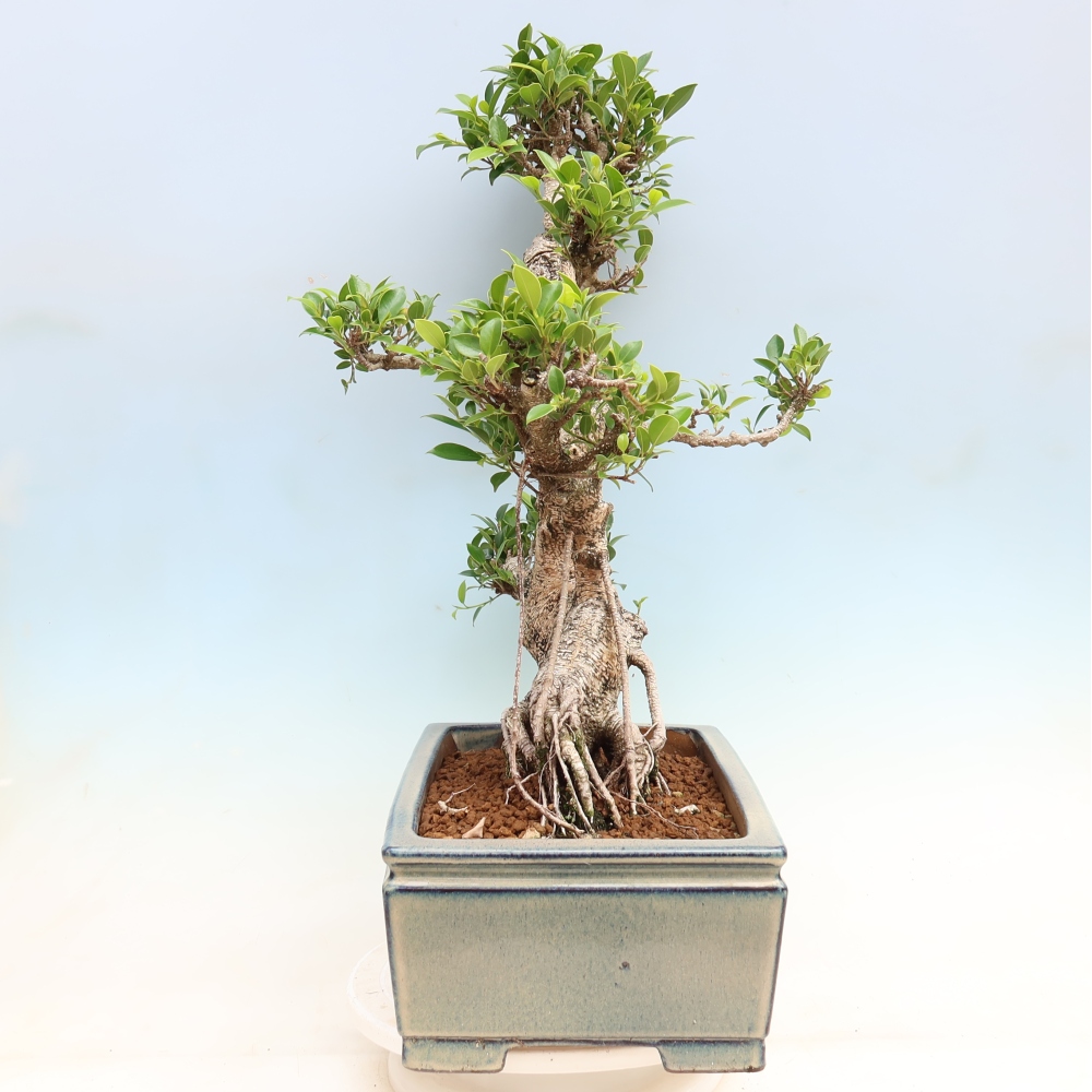 Room bonsai - Ficus kimmen - small-leaved ficus