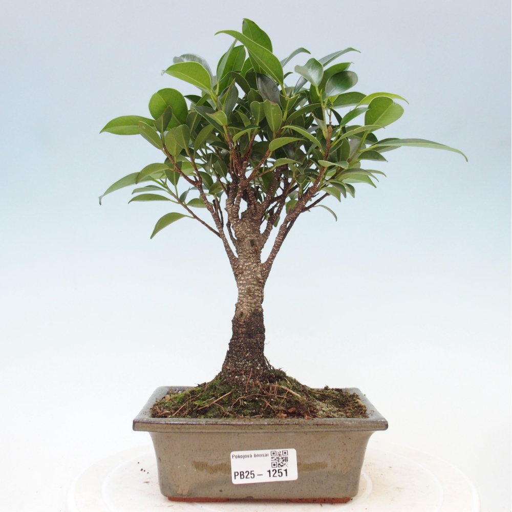 Indoor bonsai - Ficus retusa - small-leaved ficus