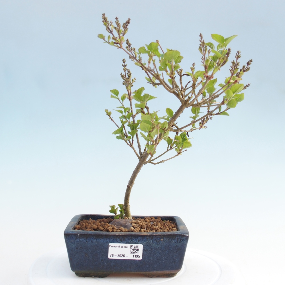 Outdoor bonsai - Syringa Meyeri Palibin - Meyer's Lilac