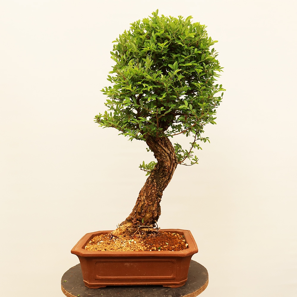 Outdoor bonsai - Zelkova - Zelkova NIRE