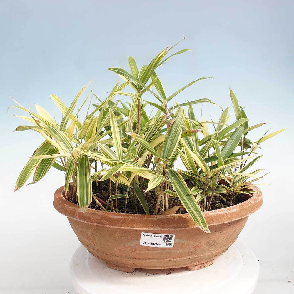 Outdoor bonsai - Sasaella masamuneana Albostriata - Bamboo