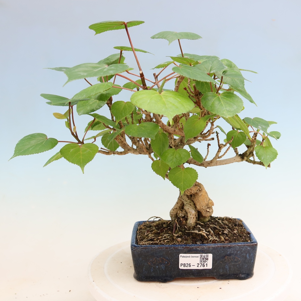 Indoor bonsai - Hibiscus tiliaceus - Sea Hibiscus
