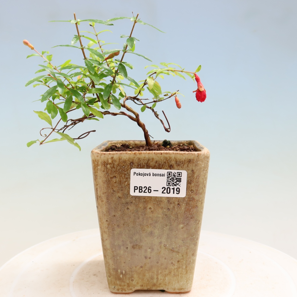 Room bonsai-PUNICA granatum nana-Granate apple