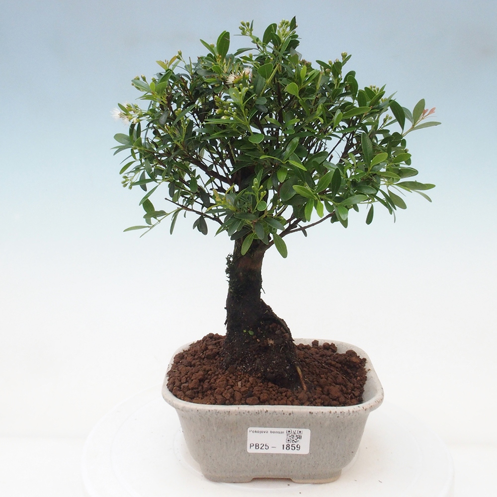Room bonsai - Syzygium - Pimentovník