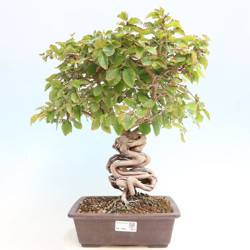 Outdoor bonsai -Carpinus CARPINOIDES - Korean Hornbeam