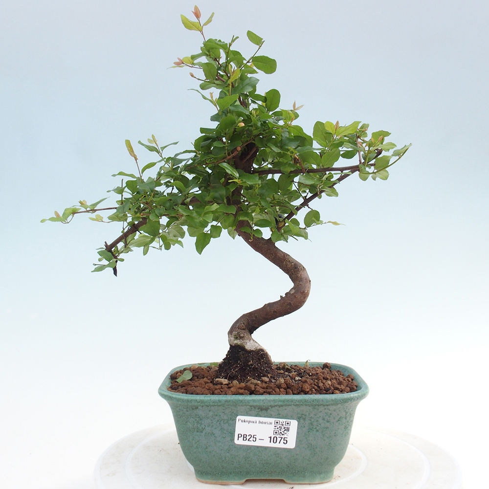 Indoor bonsai - Sagerécie thea - Sagerécie thea