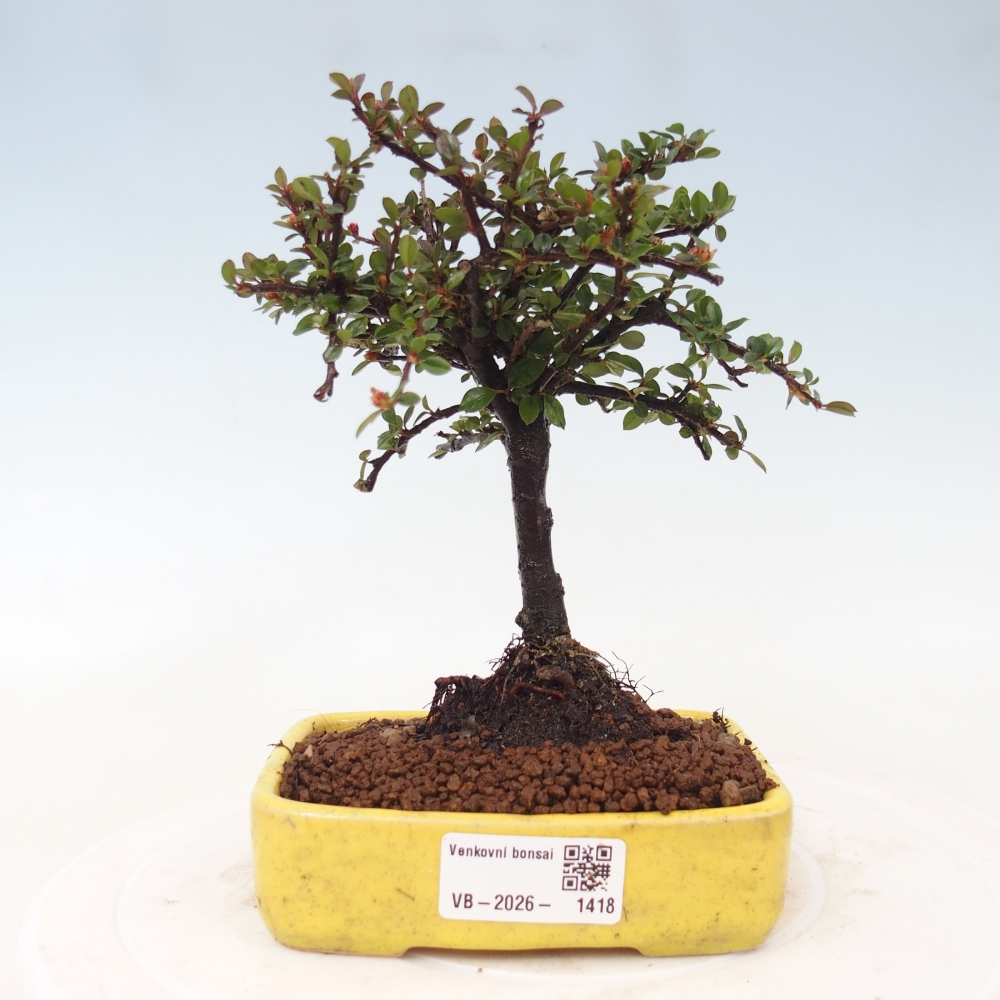 Outdoor bonsai - Cotoneaster horizontalis - Rock tree