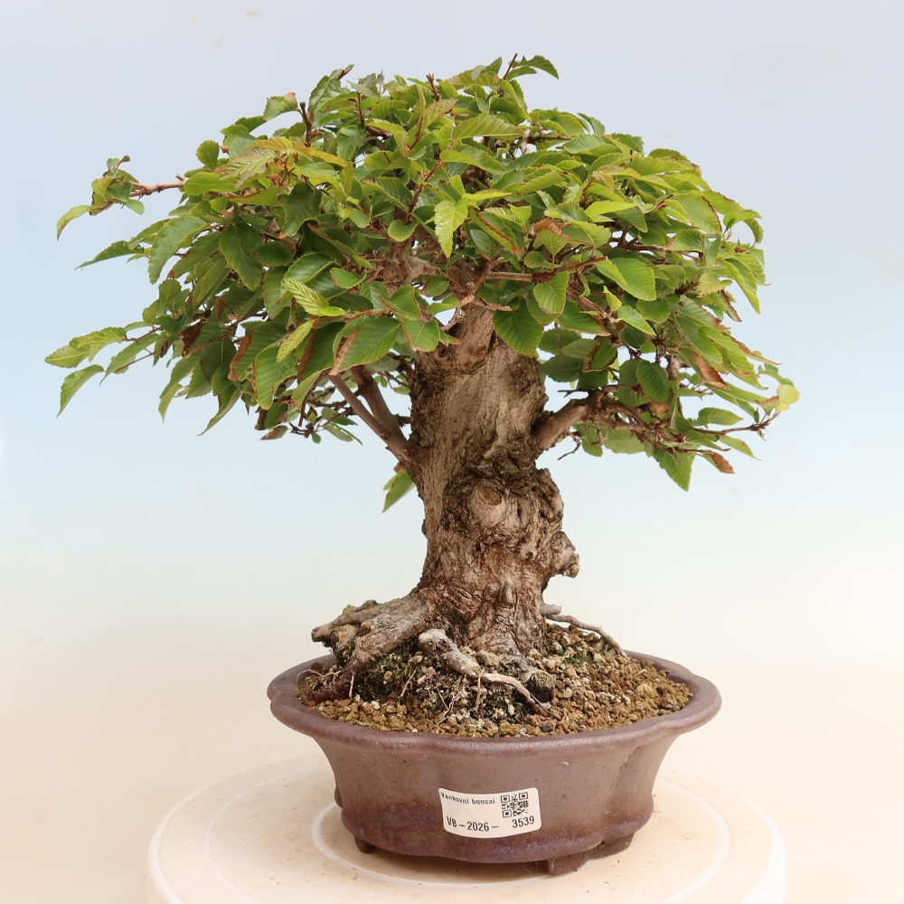 Outdoor bonsai -Carpinus CARPINOIDES - Korean Hornbeam