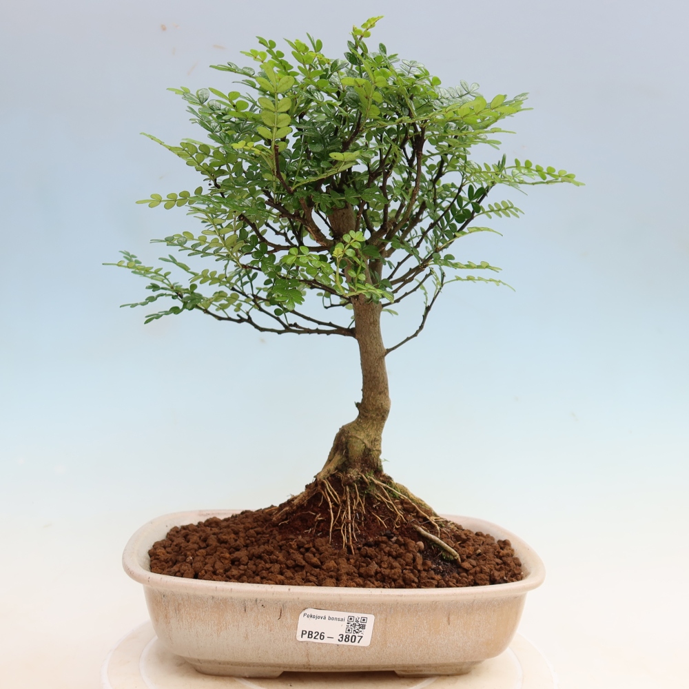 Room bonsai - Zantoxylum piperitum - pepper tree