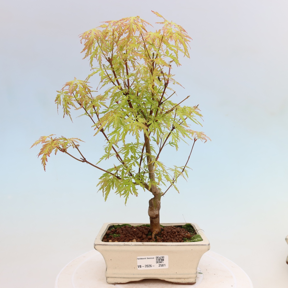 Outdoor Bonsai - Acer palmatum Dissectum - Japanese Maple 