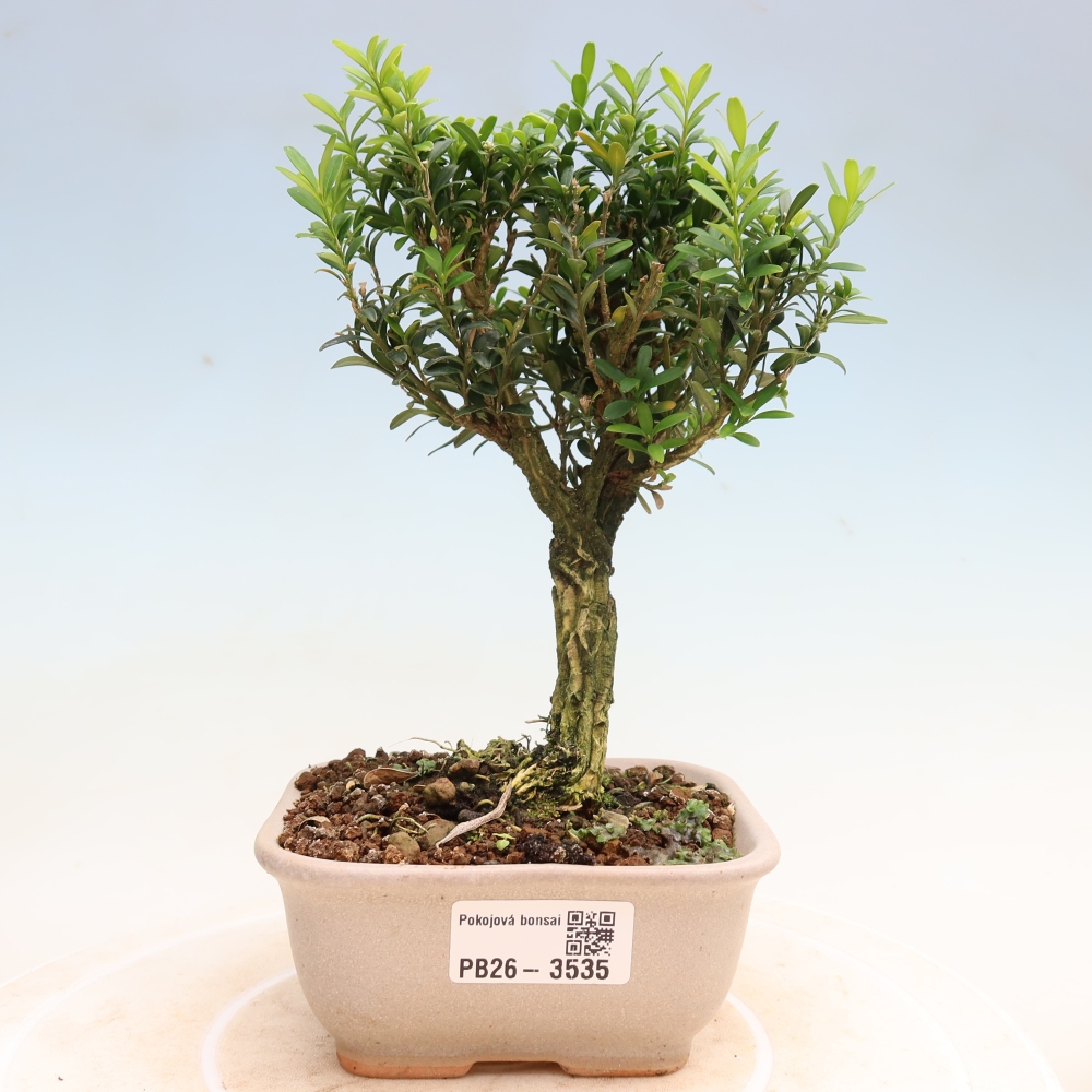 Room bonsai - Buxus harlandii - cork buxus