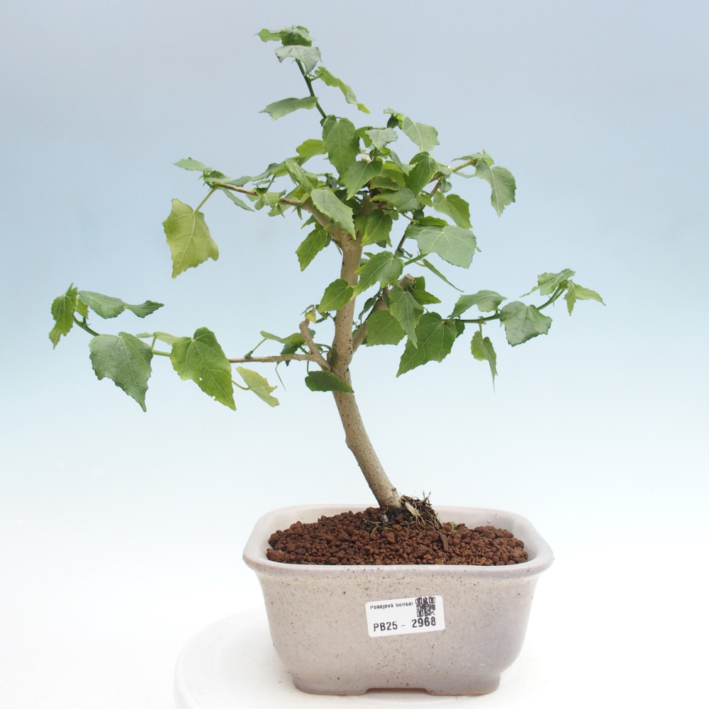 Indoor bonsai - Malvaviscus arboreus - woody hibiscus