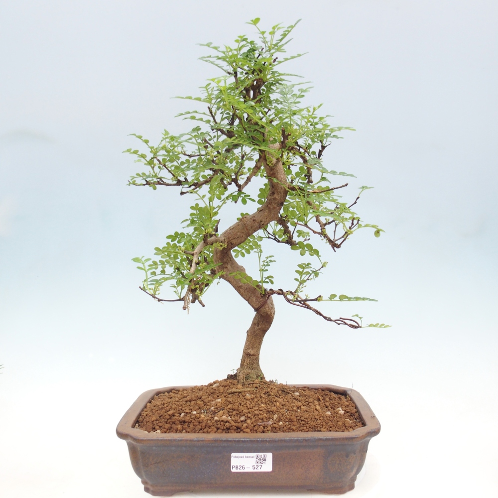 Room bonsai - Zantoxylum piperitum - pepper tree