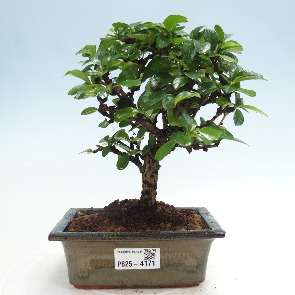 Room bonsai - Carmona macrophylla - Tea fuki
