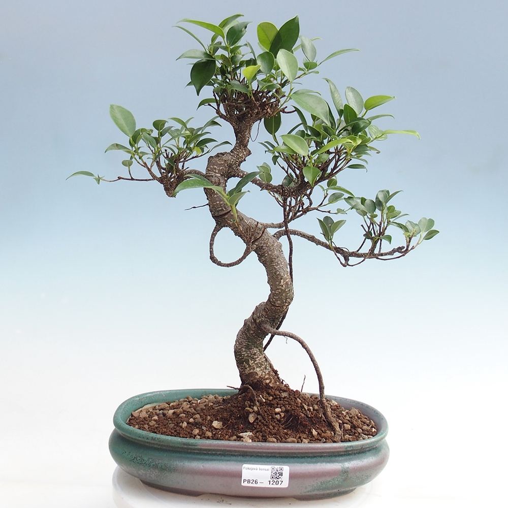 Room bonsai - Ficus kimmen - small-leaved ficus