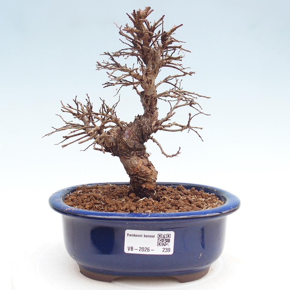 Outdoor bonsai - Zelkova - Zelkova NIRE