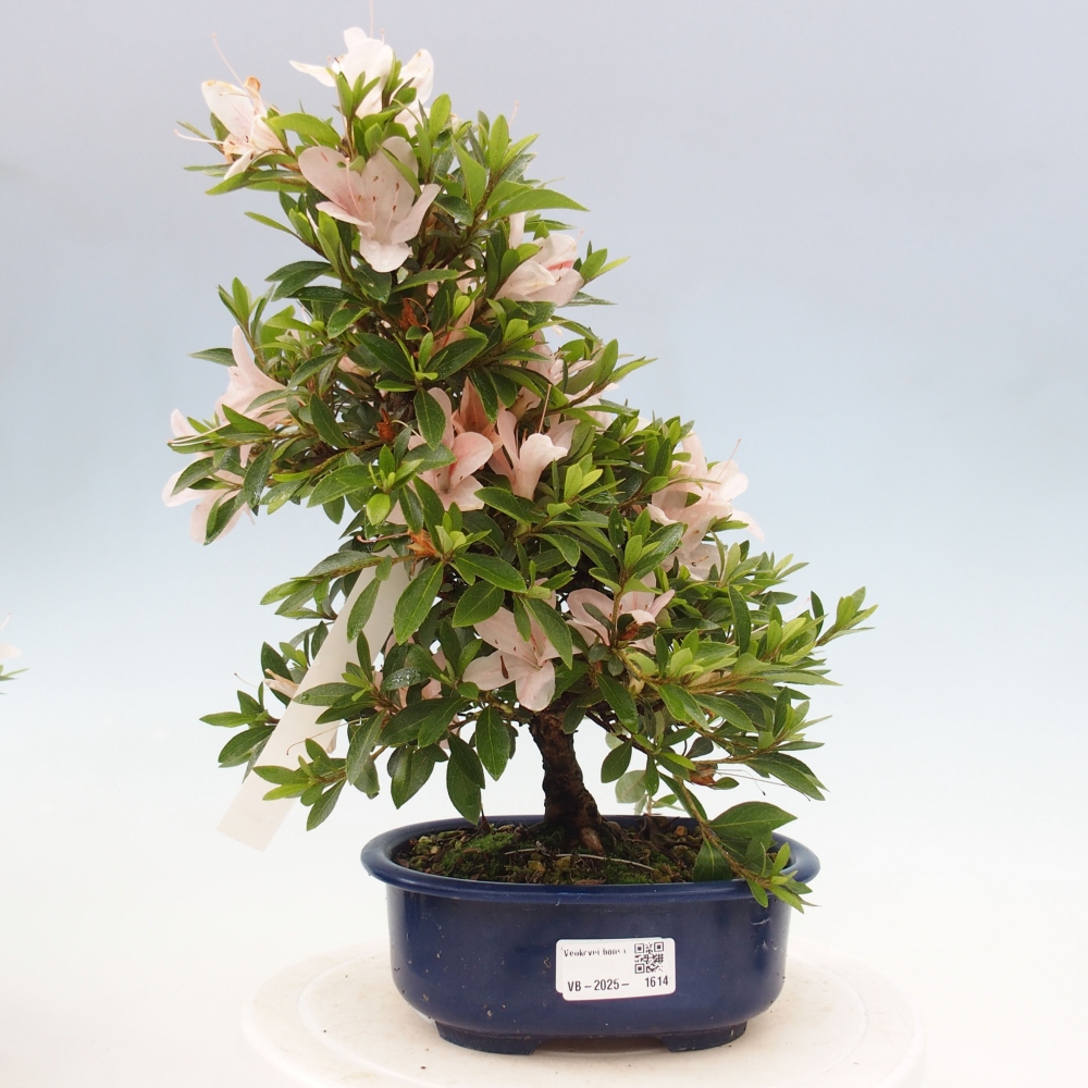 Outdoor bonsai - Japanese azalea - Azalea Nikko