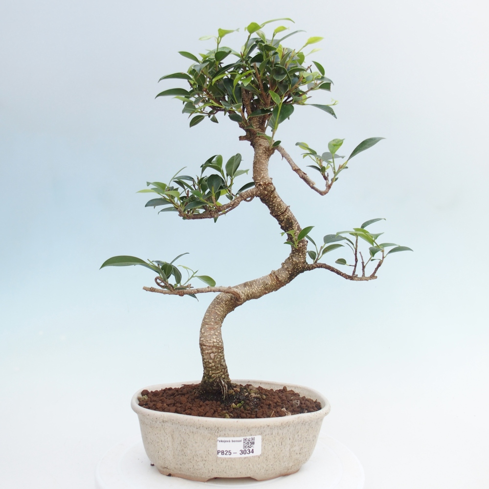 Indoor bonsai - Ficus retusa - small ficus