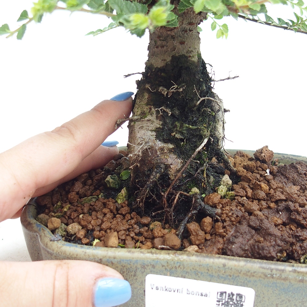 Outdoor bonsai - Ulmus parvifolia Hokkaido - Chinese elm