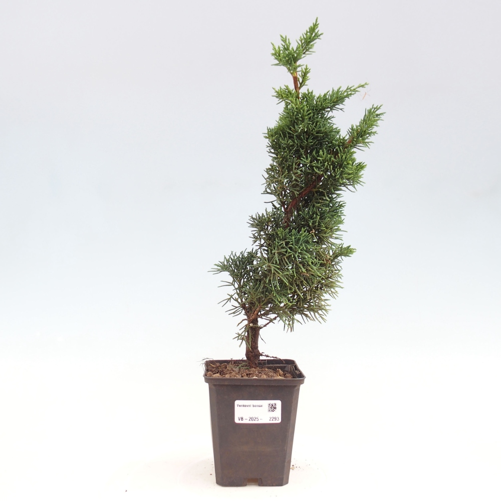 Outdoor bonsai - Juniperus chinensis Kishu - Chinese juniper
