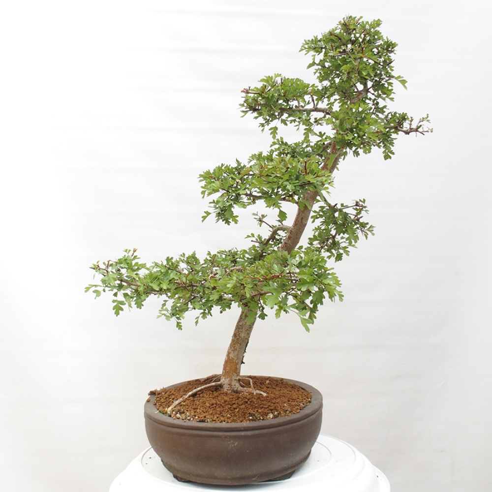 Outdoor bonsai - Hawthorn - Crataegus monogyna