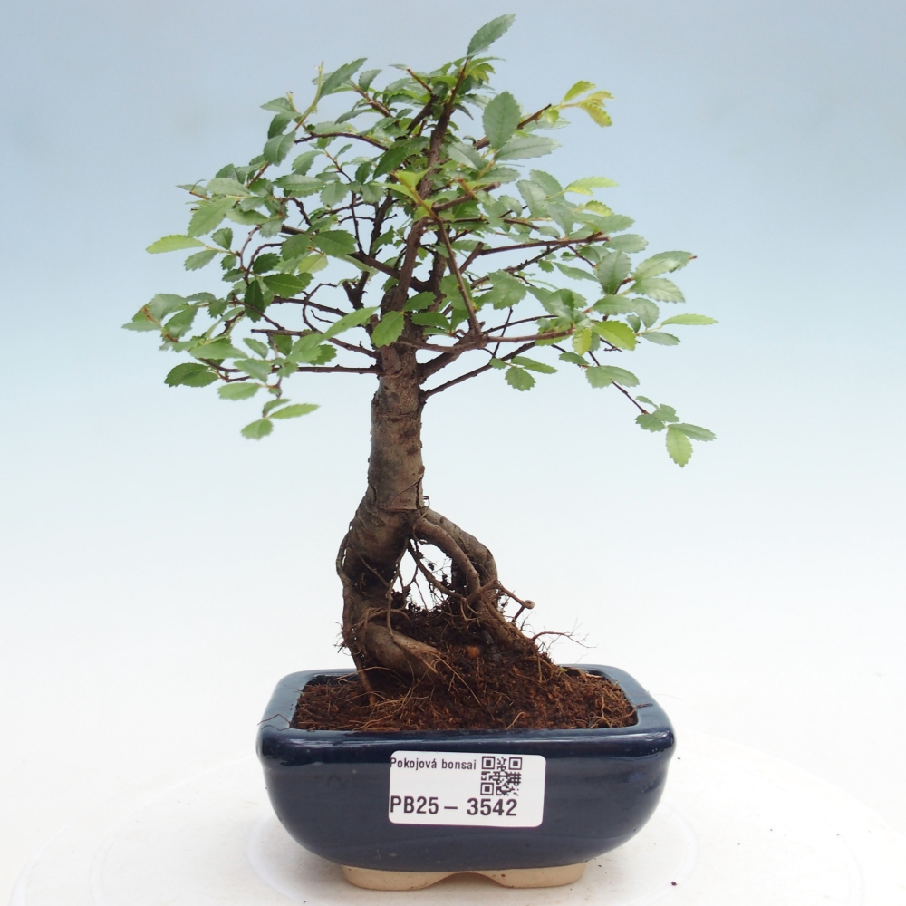 Room bonsai - Ulmus parvifolia - Small-leaved elm