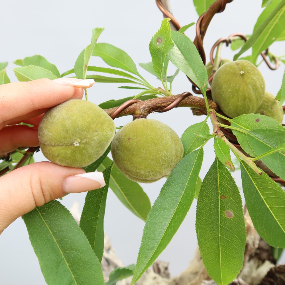 Outdoor Bonsai - Prunus dulcis – Common Almond