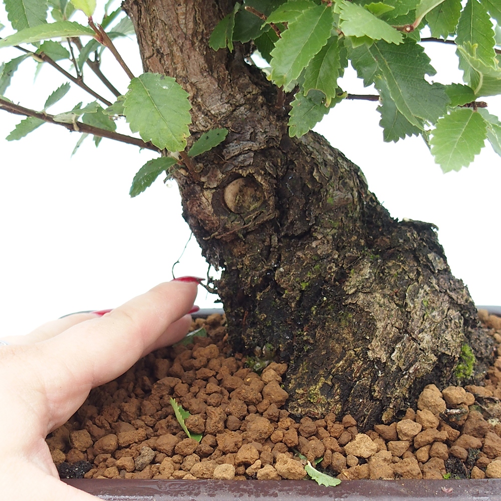 Outdoor bonsai - Zelkova - Zelkova NIRE