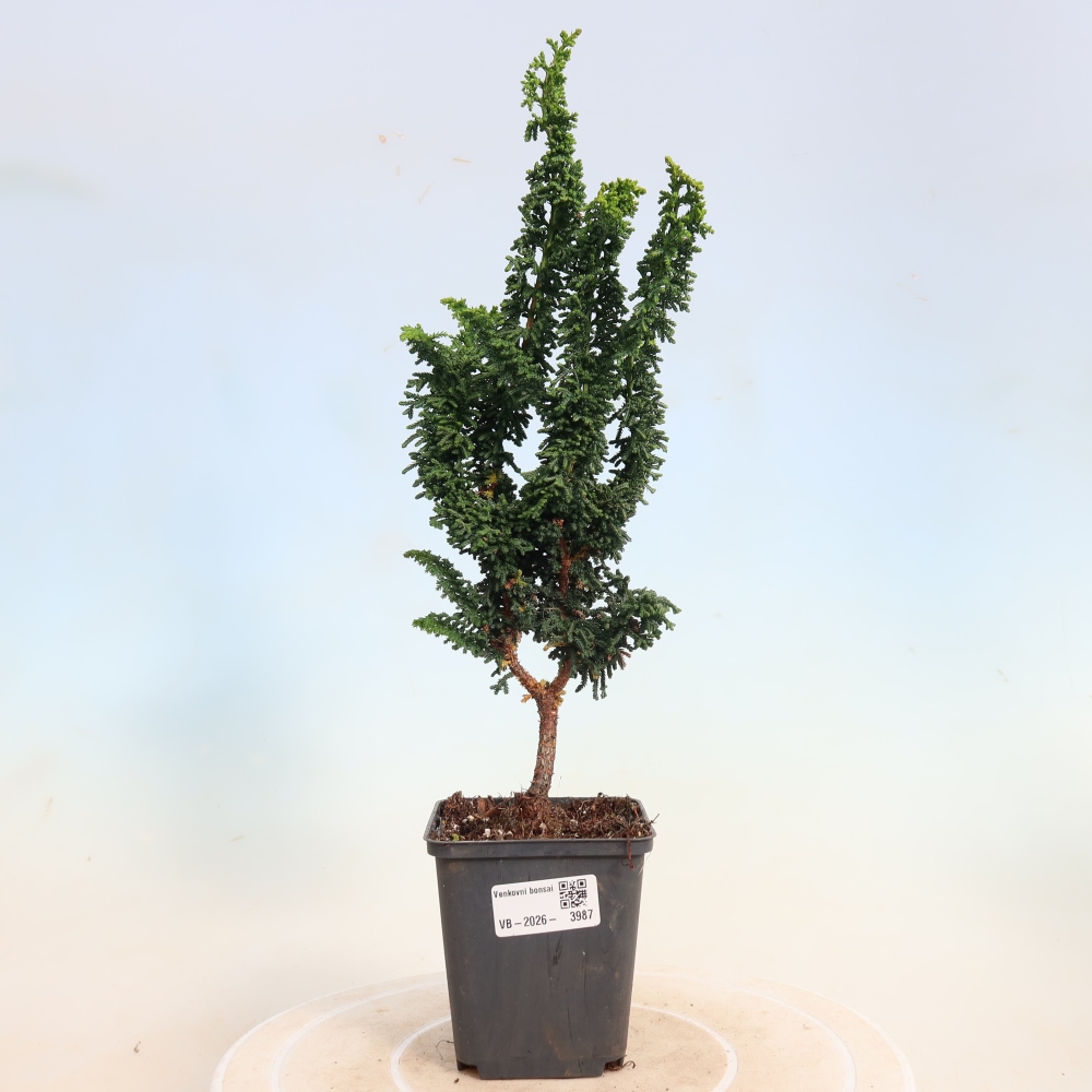 Outdoor bonsai - Cham. obtusa SEKKA HINOKI - Cypress