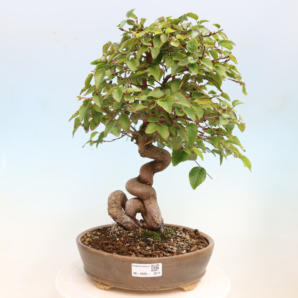 Outdoor bonsai -Carpinus CARPINOIDES - Korean Hornbeam