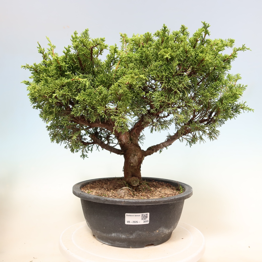 Outdoor Bonsai - Juniperus chinensis Itoigawa - Chinese Juniper