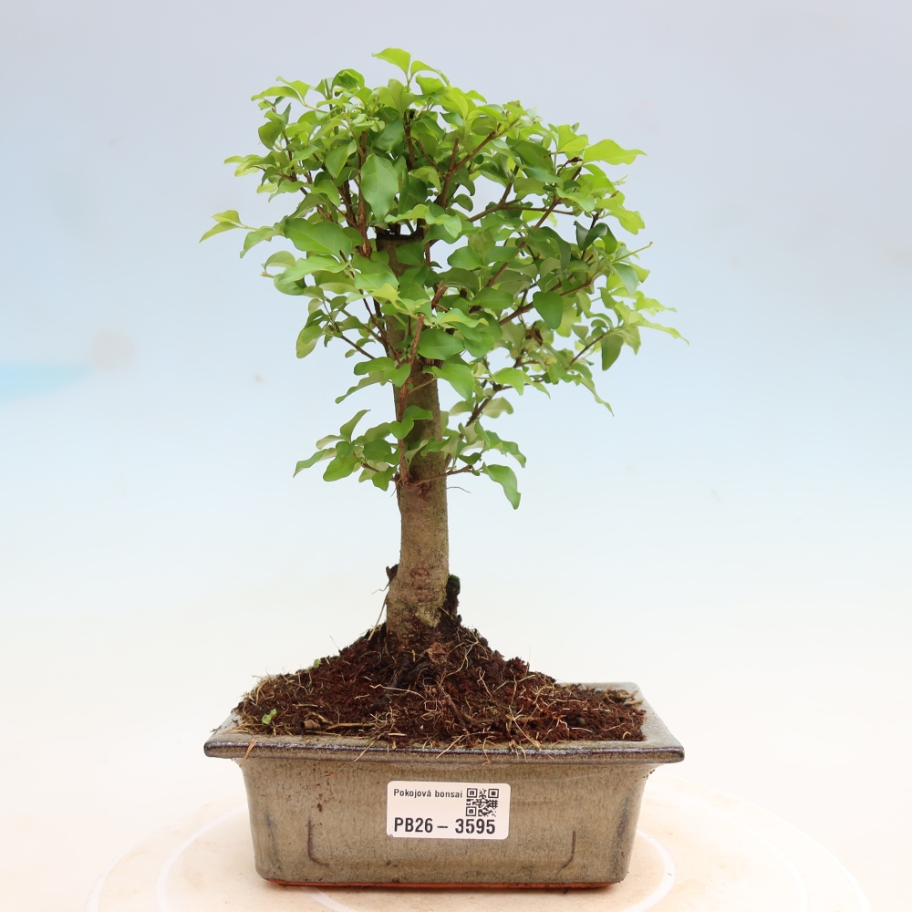 Room bonsai -Ligustrum chinensis - Birds Beak