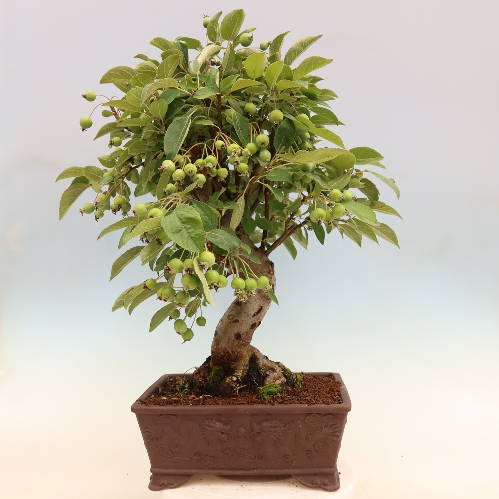Outdoor bonsai -Malus halliana - Small-fruited apple tree