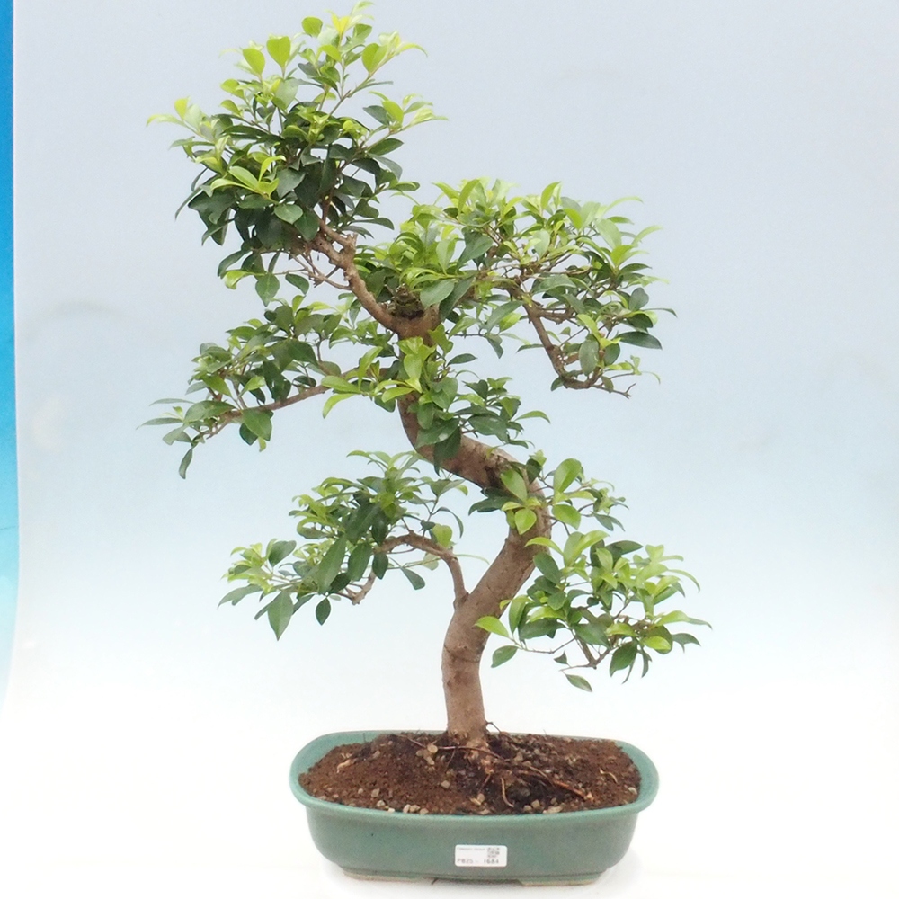 Indoor Bonsai - Australian Cherry - Eugenia uniflora