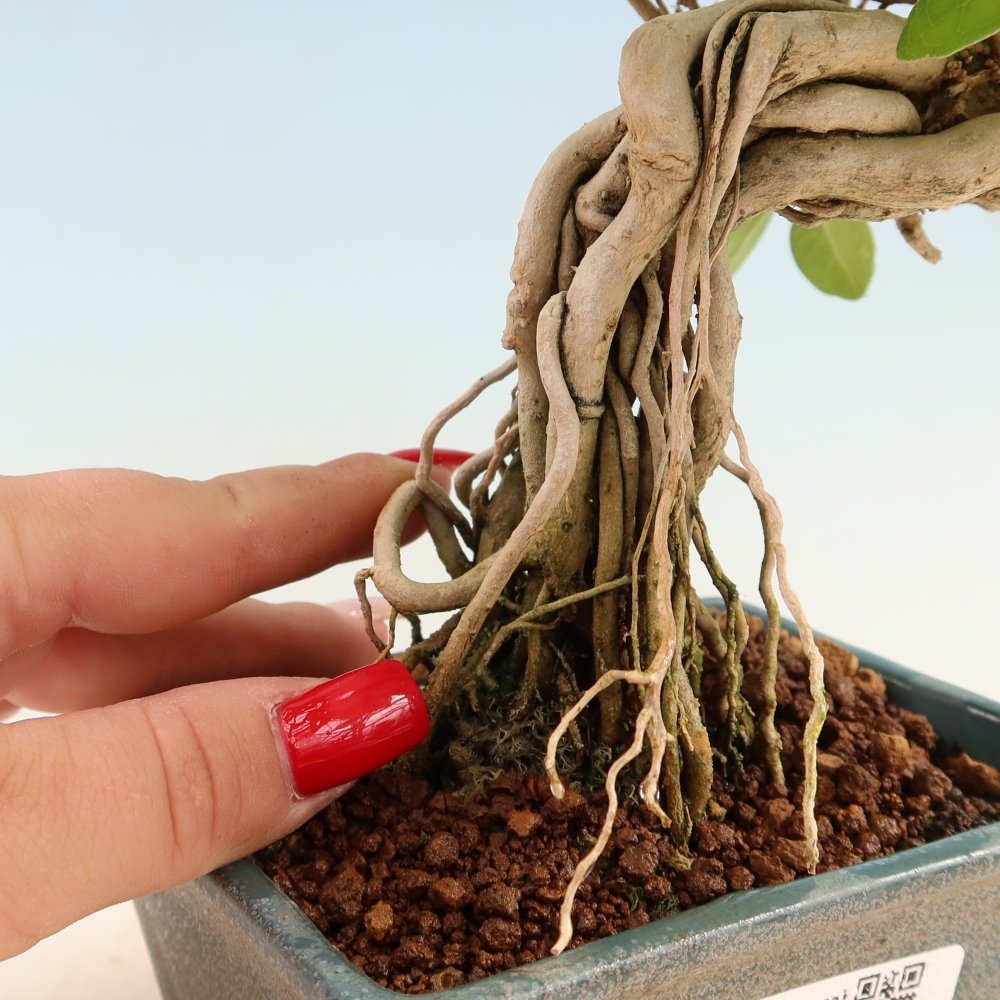 Indoor bonsai - Premna serratifolia - Kozlovna malolista