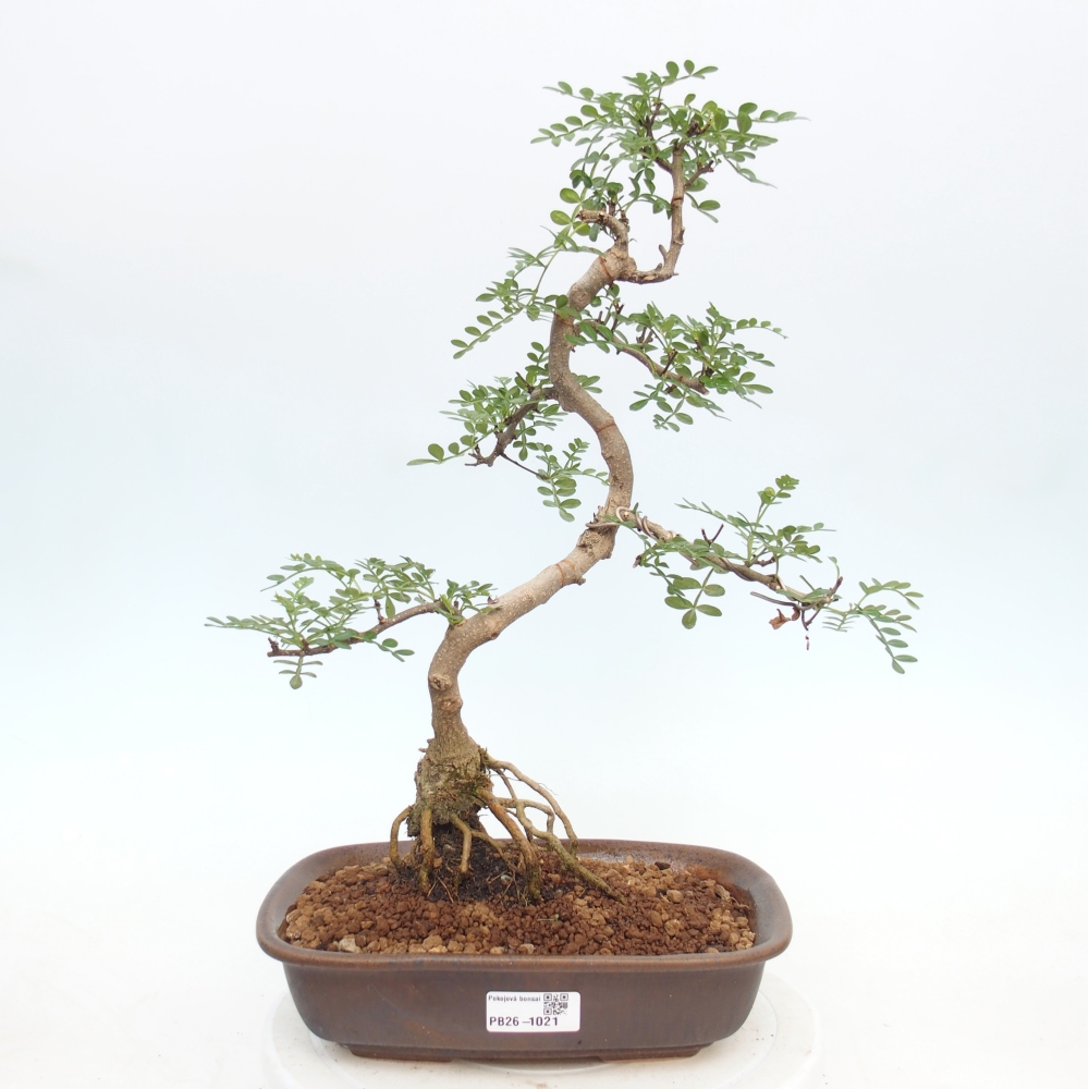 Room bonsai - Zantoxylum piperitum - pepper tree