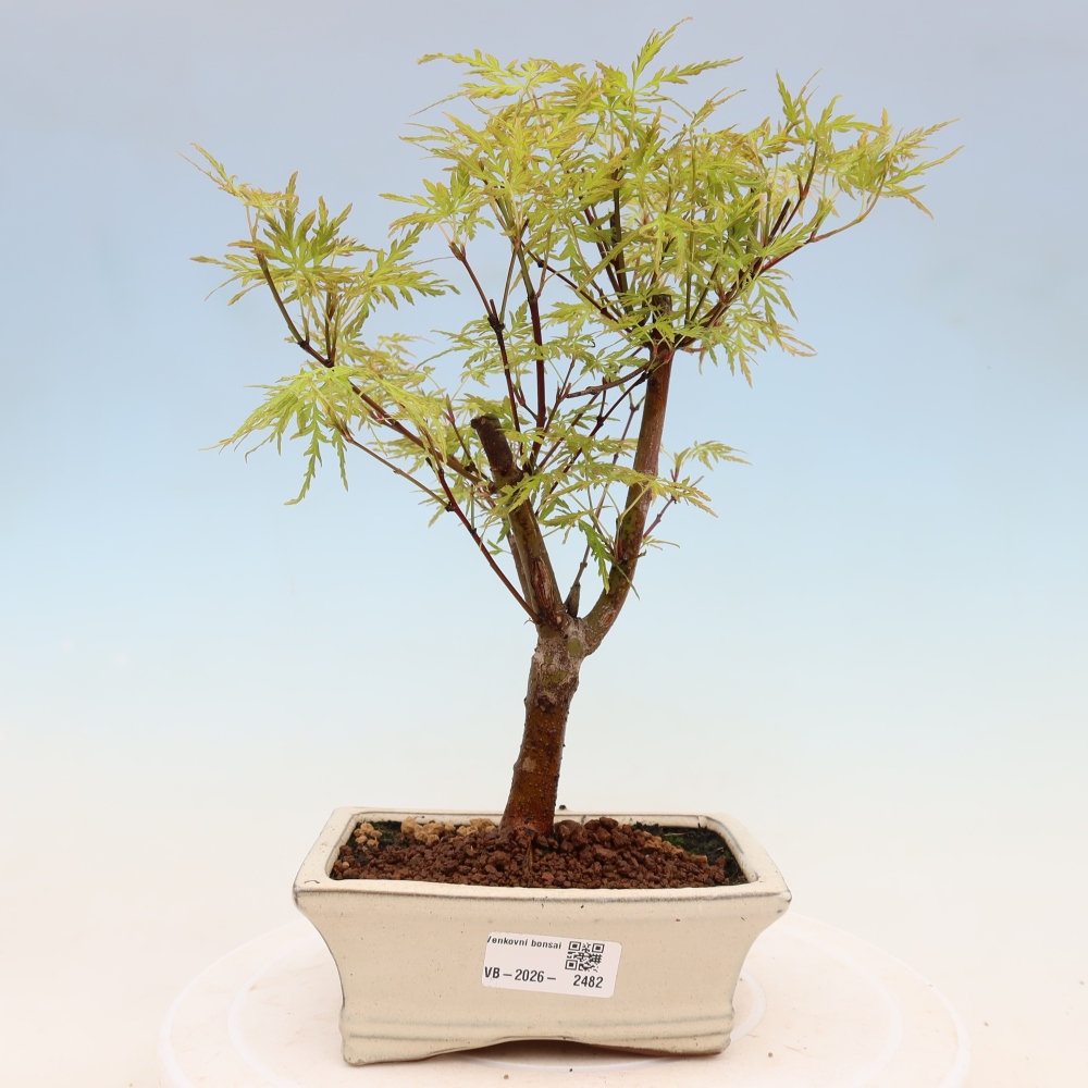 Outdoor Bonsai - Acer palmatum Dissectum - Japanese Maple 