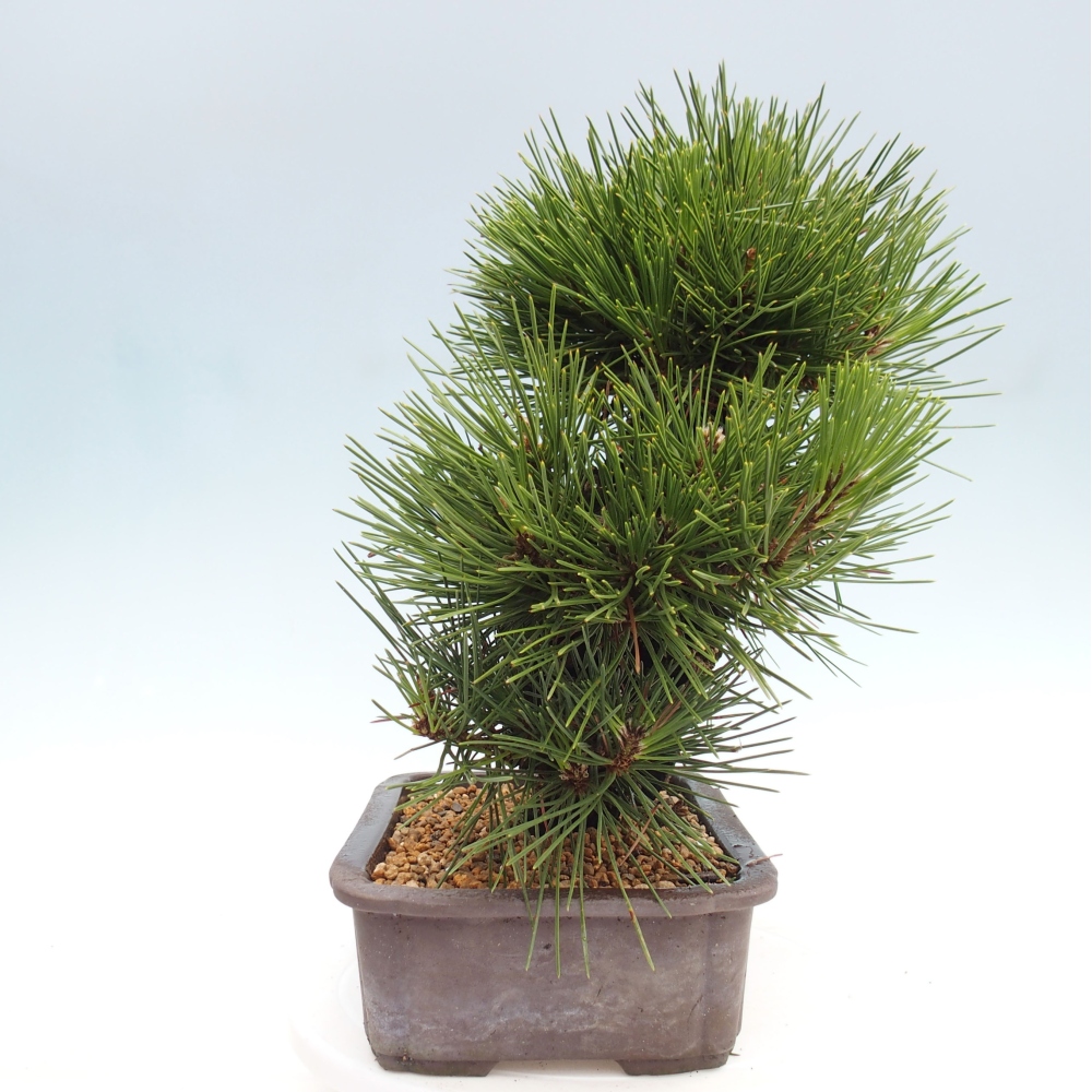 Outdoor bonsai - Pinus thunbergii - Thunbergia pine