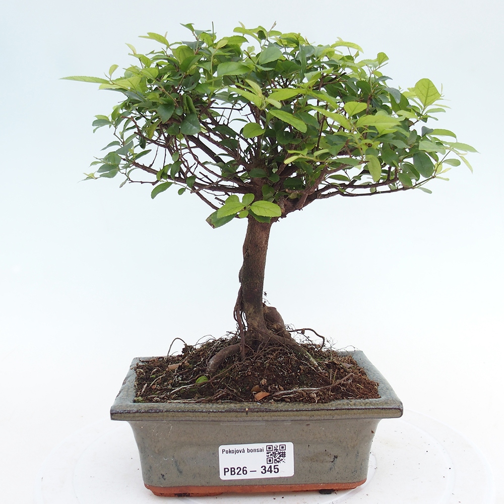 Room bonsai - Sageretia thea - Sageretia thea