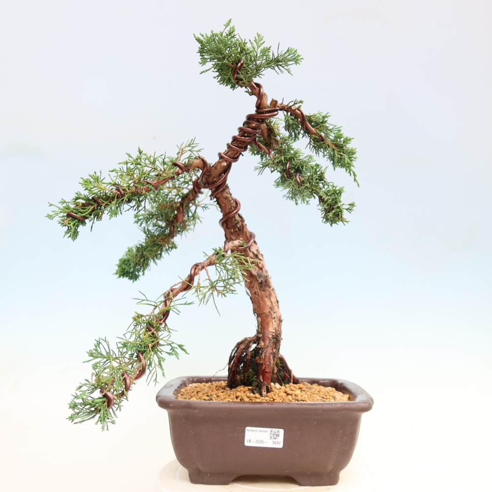 Outdoor bonsai - Juniperus chinensis Kishu
