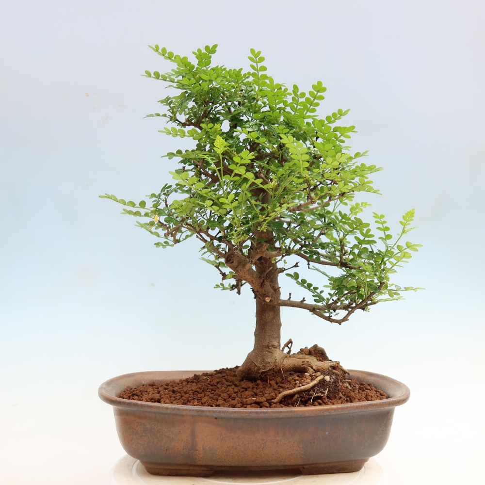 Room bonsai - Zantoxylum piperitum - pepper tree