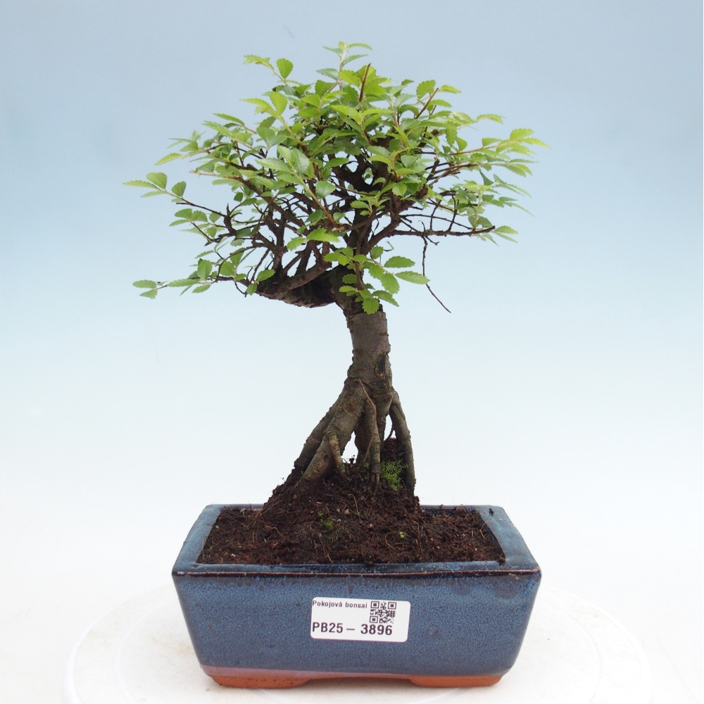 Room bonsai - Ulmus parvifolia - Small-leaved elm
