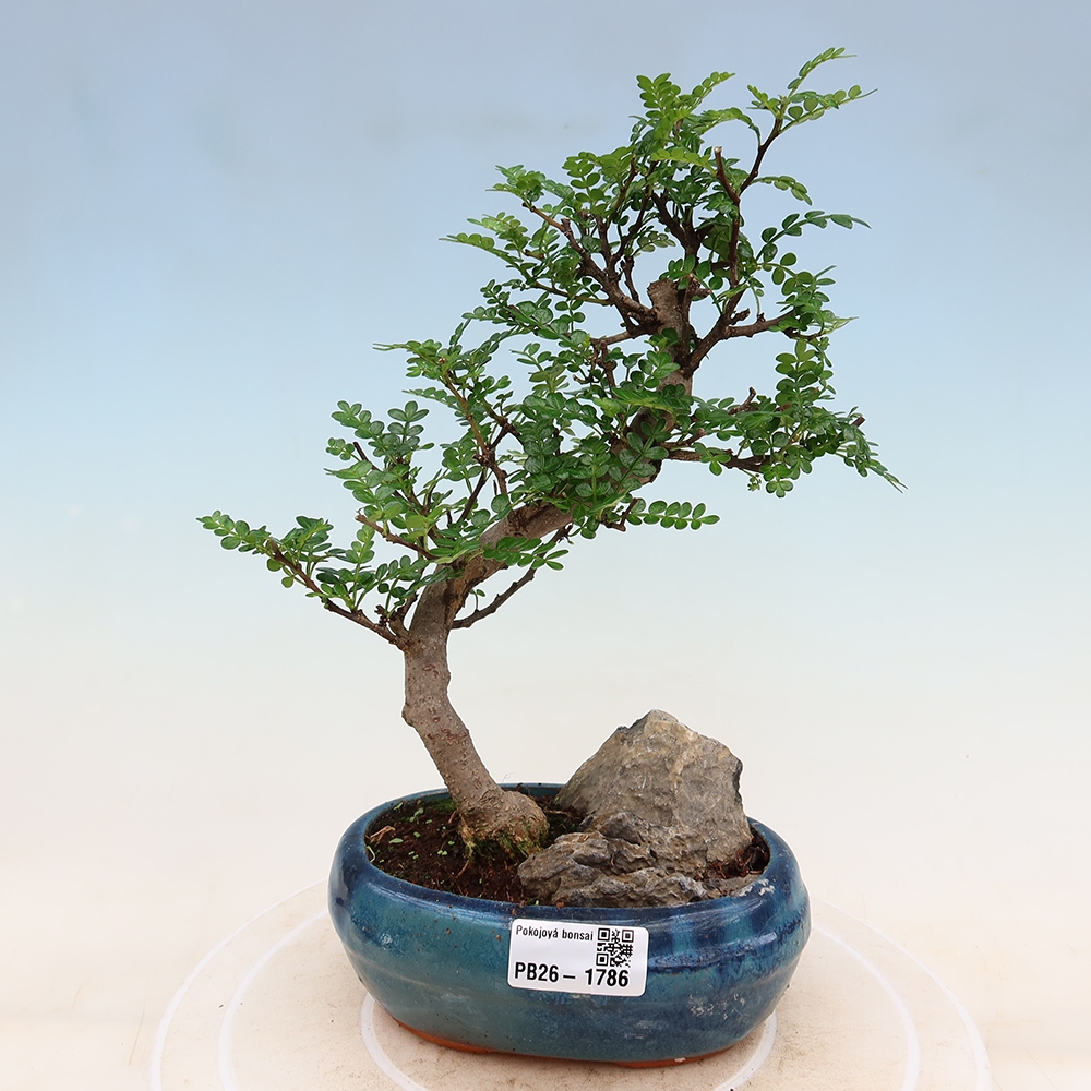 Room bonsai - Zantoxylum piperitum - pepper tree