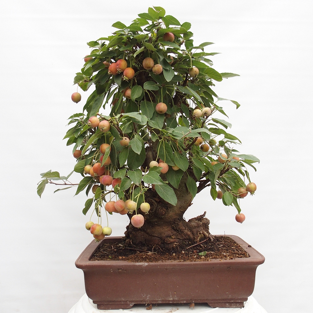 Outdoor bonsai - Malus halliana - Small-fruited apple tree