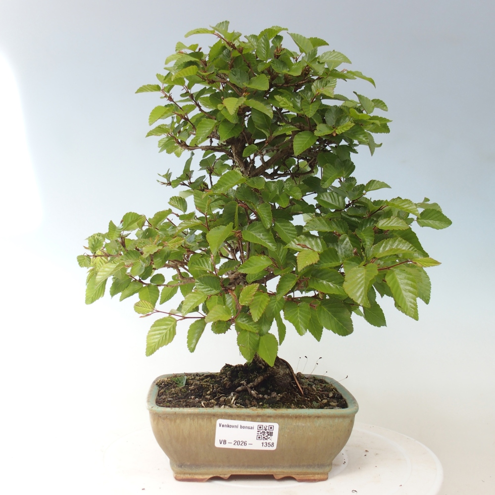 Outdoor bonsai -Carpinus CARPINOIDES - Korean Hornbeam